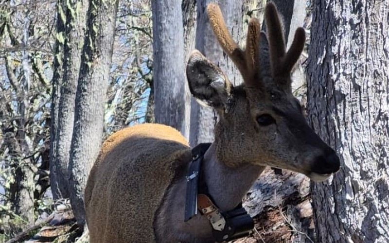 Nuevo registro de Newenche