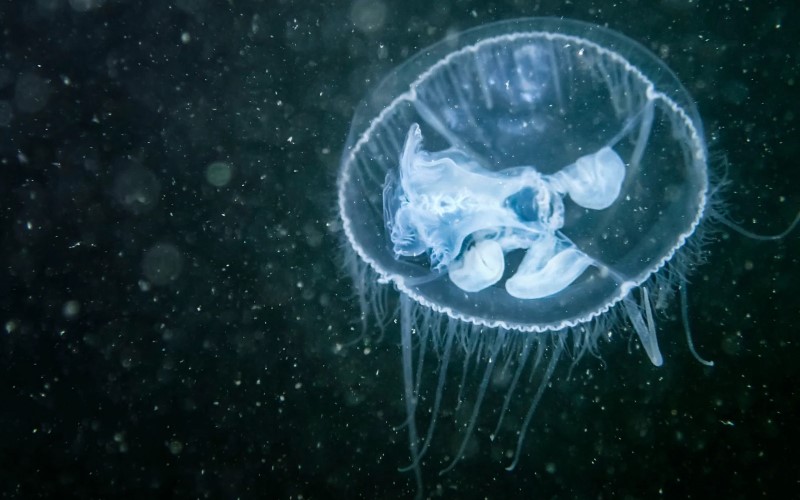 Detectan Medusas de agua dulce en el Parque Nacional Nahuel Huapi