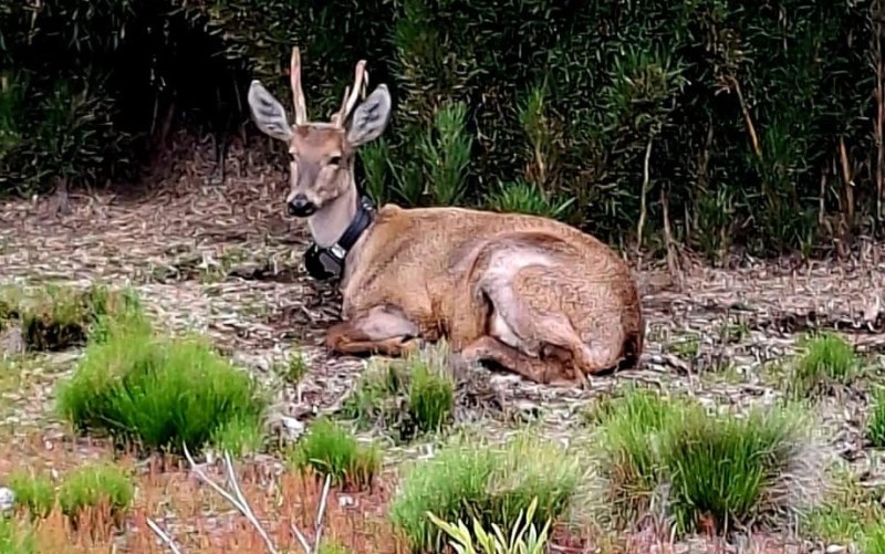Continúa el monitoreo del huemul Newenche