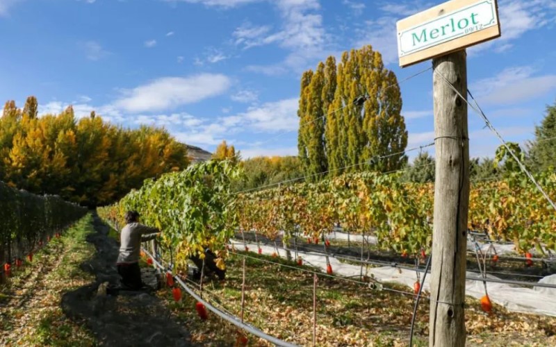Entre montañas junto al Chimehuin, un viñedo neuquino apuesta por crecer en calidad